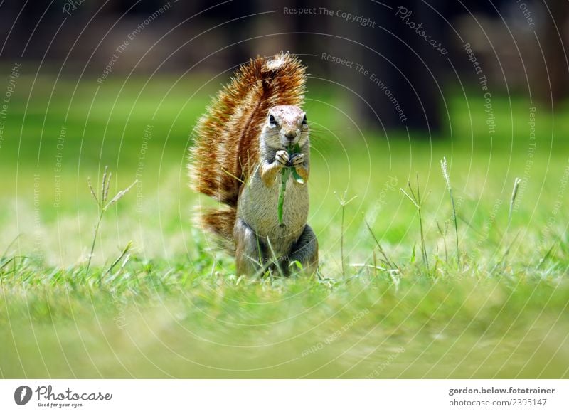 naschendes Eichhörnchen auf der Wiese Natur Sommer Schönes Wetter Gras Park Wald Menschenleer Tier Wildtier 1 Fressen genießen achtsam Wachsamkeit Lebensfreude