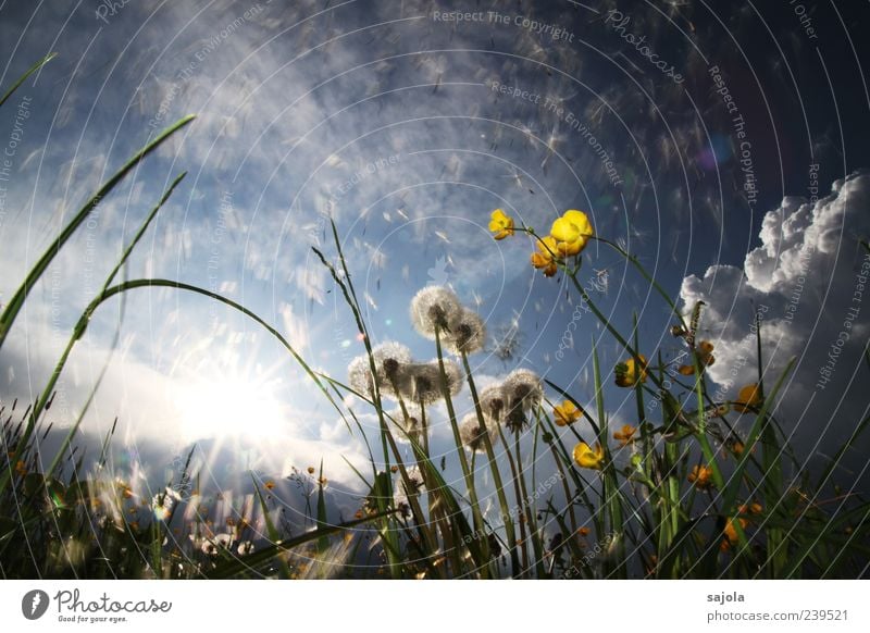 viele kleine fallschirme Umwelt Natur Pflanze Himmel Sonne Frühling Sommer Blume Hahnenfuß Löwenzahn Wiese leuchten ästhetisch blau gelb Farbfoto Außenaufnahme