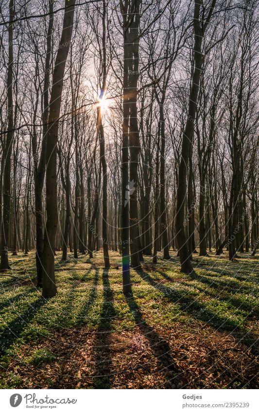 Sonnenstern strahlt durch einen Wald Natur Erde Himmel Frühling Pflanze Baum Blume Gras Moos Wildpflanze Anemonen authentisch frisch Wärme Frühlingsgefühle