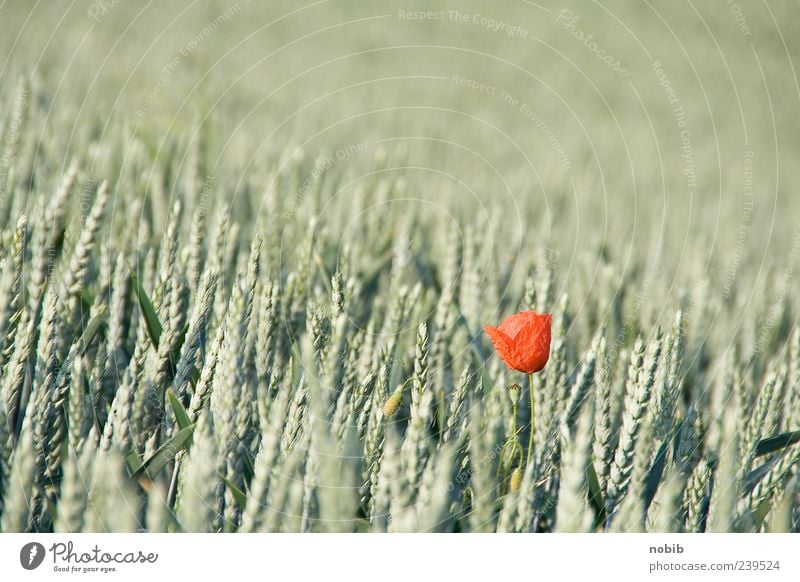 allein, allein Getreide Pflanze Sommer Blume Blüte Nutzpflanze Wildpflanze Mohnblüte ästhetisch Duft grün rot Frühlingsgefühle Leichtigkeit Natur Ferne Farbfoto