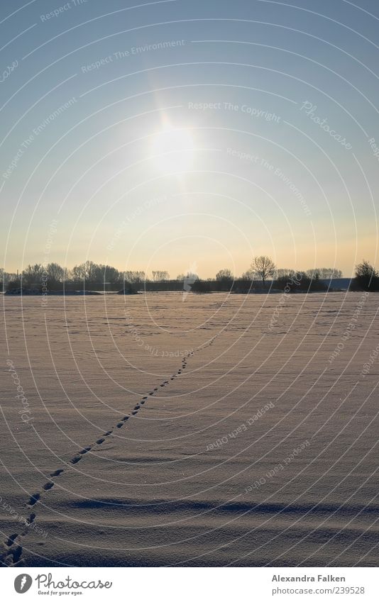 Auf und davon. Umwelt Natur Landschaft Urelemente Himmel Wolkenloser Himmel Sonne Sonnenlicht Winter Klima Wetter Schönes Wetter Schnee Feld Flucht Schneedecke