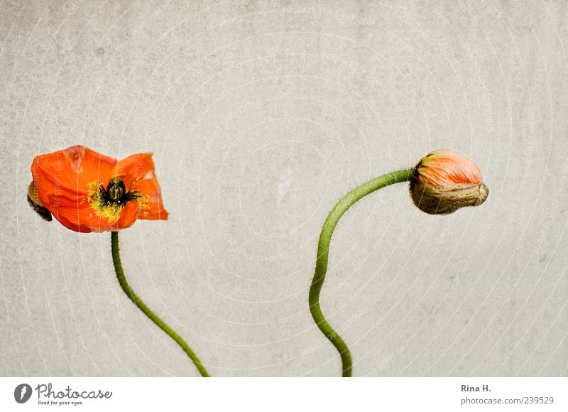 MohnZeit Blüte verblüht gelb Vergänglichkeit Farbfoto Menschenleer Textfreiraum oben Blütenknospen 2 rot Stengel Blütenblatt Vor hellem Hintergrund