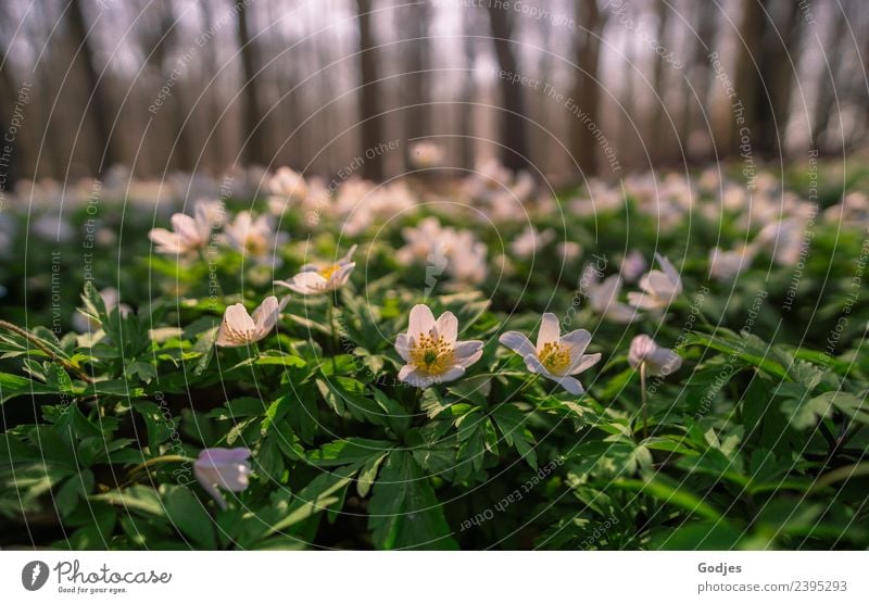 Anemonen im Wald mit verschwommenen Bäumen im Hintergrund Natur Pflanze Horizont Frühling Blume Gras Blatt Blüte Wildpflanze schön natürlich braun gelb grün