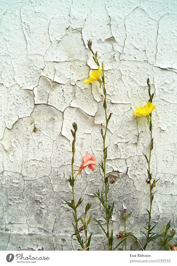 Blümchen vor bröckeliger Wand Umwelt Pflanze Blüte Wildpflanze Mauer Fassade Beton Blühend leuchten alt ästhetisch Duft hell natürlich positiv schön gelb grau