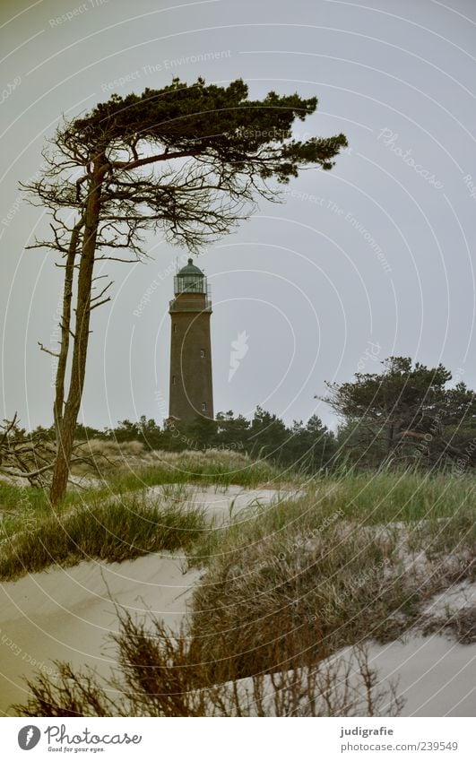 Darßer Ort Umwelt Natur Landschaft Pflanze Himmel Baum Gras Küste Strand Ostsee Meer darßer ort Prerow Leuchtturm natürlich wild Stimmung Windflüchter