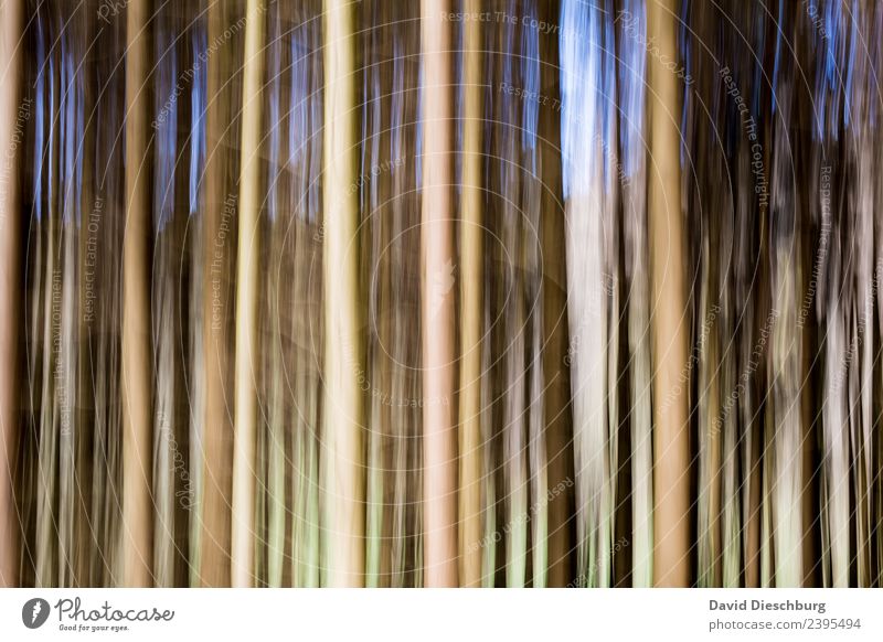 Wald in Bewegung Natur Pflanze Tier Frühling Sommer Schönes Wetter Baum Grünpflanze Urwald blau braun gelb grau grün schwarz weiß Linie Querformat