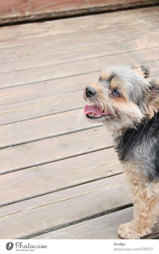 Leila on stage Hund 1 Tier frech schön atmen Blick Fell Zunge Terrasse braun Verschmitzt Gesichtsausdruck Holzfußboden Fuge Mischling Yorkshire-Terrier Farbfoto