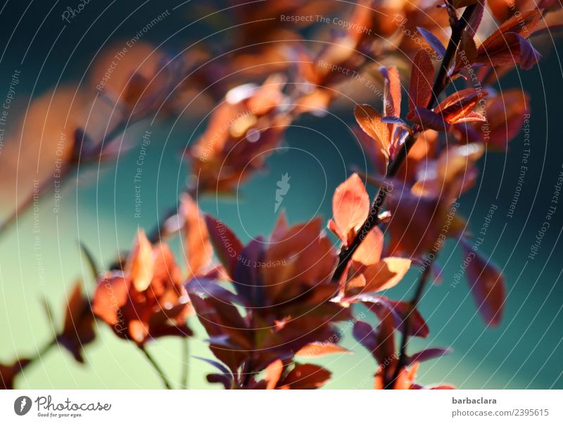 Jahreszeiten: Frühlingserwachen Natur Pflanze Sonne Klima Sträucher Blatt Garten leuchten Wärme blau rot Stimmung Frühlingsgefühle Vorfreude Farbe Umwelt