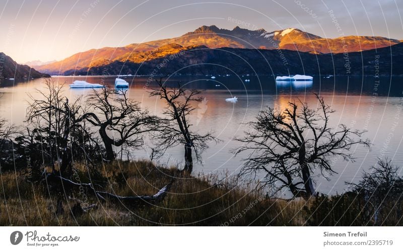 Lago Grey bei Sonnenaufgang Ferien & Urlaub & Reisen Abenteuer Ferne Freiheit wandern Bergsteigen Landschaft Urelemente Wasser Klimawandel Eis Frost Urwald