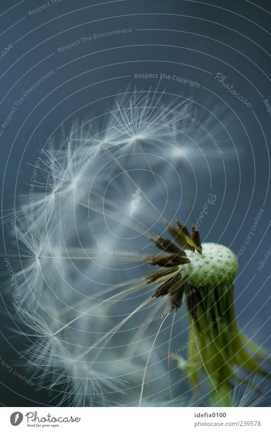 Pusteblume Natur Pflanze Frühling Sommer Blume Grünpflanze blau grün weiß Farbfoto Außenaufnahme Nahaufnahme Detailaufnahme Makroaufnahme Strukturen & Formen