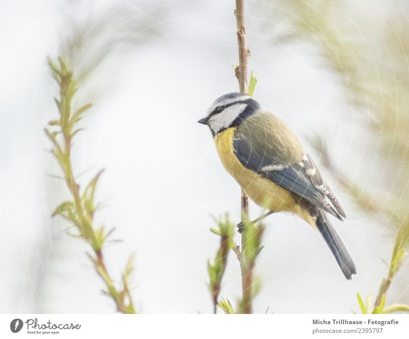 Blaumeise an einem Zweig Umwelt Natur Tier Himmel Sonne Sonnenlicht Schönes Wetter Baum Blatt Zweige u. Äste Wildtier Vogel Tiergesicht Flügel Krallen Schnabel