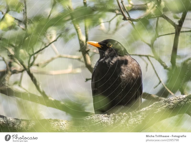 Amsel im Baum Umwelt Natur Pflanze Tier Sonne Sonnenlicht Schönes Wetter Blatt Zweige u. Äste Wildtier Vogel Tiergesicht Flügel Schnabel Auge Feder 1 beobachten