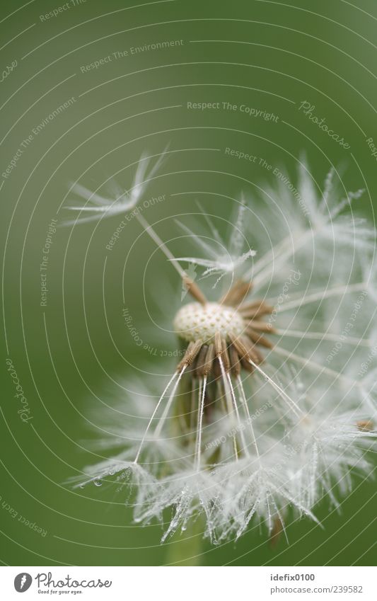 Pusteblume Blume Blüte Grünpflanze grün silber weiß Farbfoto Nahaufnahme Detailaufnahme Makroaufnahme Strukturen & Formen Textfreiraum links Textfreiraum oben