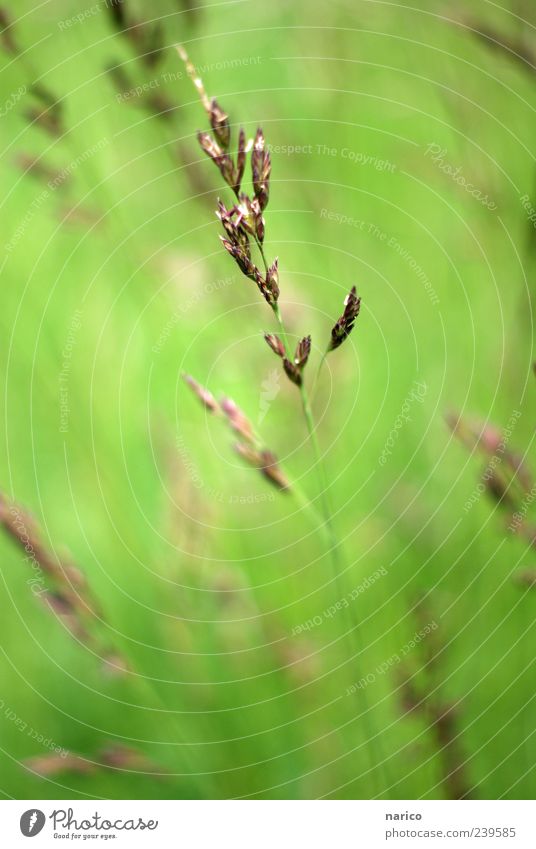 green Umwelt Natur Pflanze Frühling Sommer Gras Sträucher Grünpflanze Wildpflanze Wiese Feld frisch einzigartig natürlich schön braun grün Farbe Leben Farbfoto