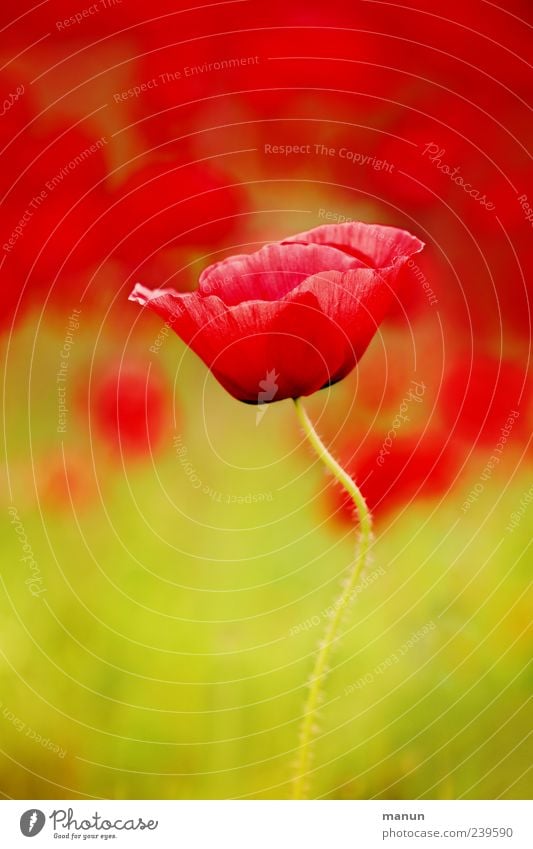 Einzelmohn Natur Frühling Sommer Blume Wildpflanze Mohnblüte Mohnfeld Sommerblumen Blühend authentisch fantastisch natürlich schön grün rot Frühlingsgefühle