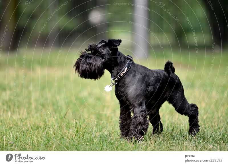 im park Tier Gras Park Wiese Haustier Hund 1 stehen grün schwarz Zwergschnauzer Schnauze Halsband Farbfoto Außenaufnahme Menschenleer Tag Sonnenlicht