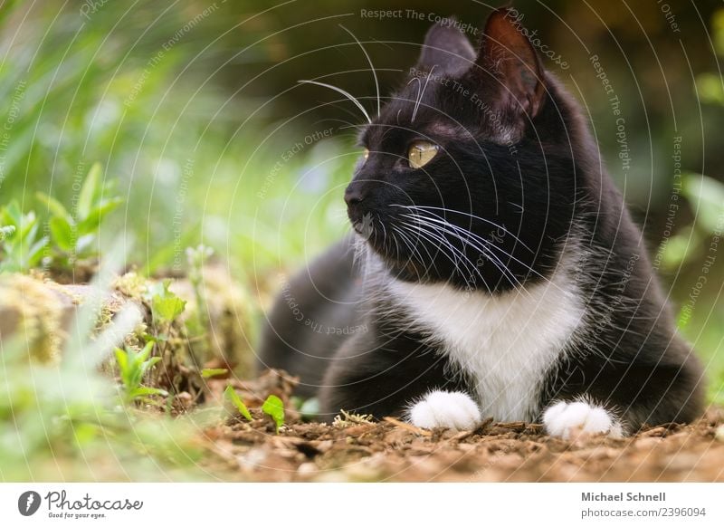 Katzenblick II. Tier Haustier 1 liegen Blick Glück kuschlig Neugier grün schwarz Zufriedenheit Tierliebe Treue friedlich ruhig Farbfoto Außenaufnahme