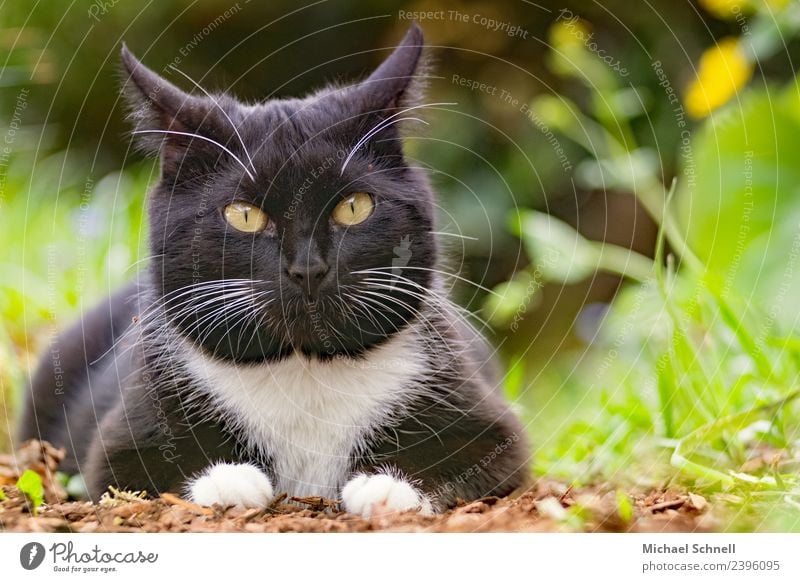 Katzenblick Tier Haustier 1 liegen Blick Glück schön einzigartig kuschlig natürlich Neugier niedlich grün schwarz Zufriedenheit Warmherzigkeit Liebe Tierliebe