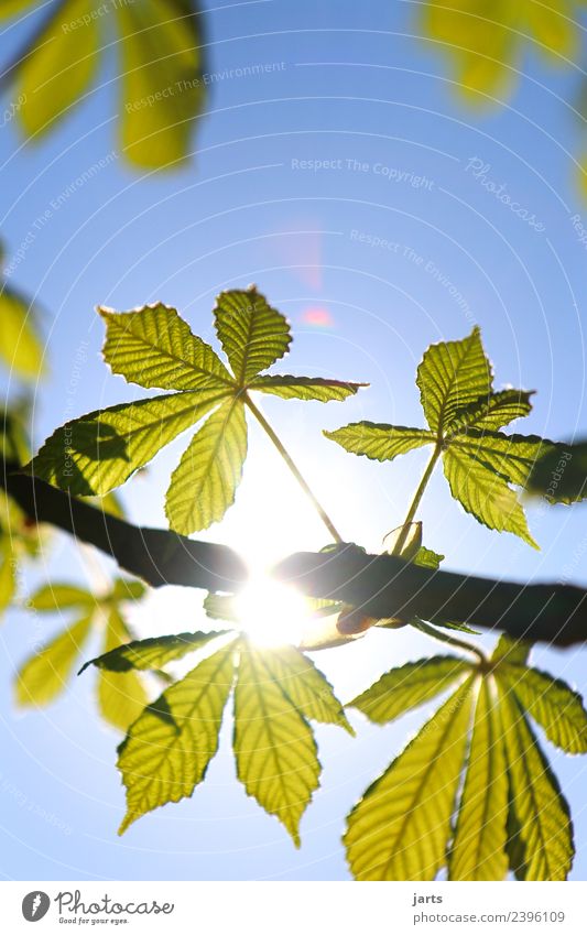 sonnenschein Natur Himmel Frühling Schönes Wetter Pflanze Baum Blatt frisch hell natürlich schön blau grün Zufriedenheit Gelassenheit geduldig ruhig Reinheit