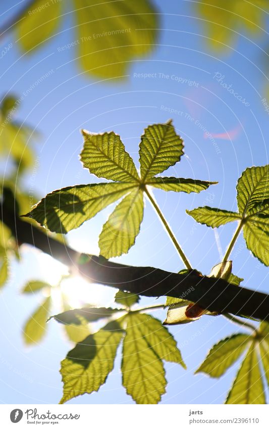 sonnenschein Natur Pflanze Himmel Sonne Sonnenlicht Frühling Sommer Schönes Wetter Baum Blatt Park Wald frisch natürlich schön blau grün Freude Frühlingsgefühle