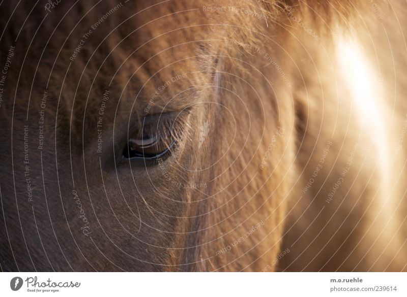 in Auge Tier Haustier Pferd 1 natürlich wild weich Vertrauen Wimpern Ponys Pferdekopf Mähne Tiergesicht tierisch Fell Farbfoto Menschenleer Textfreiraum links