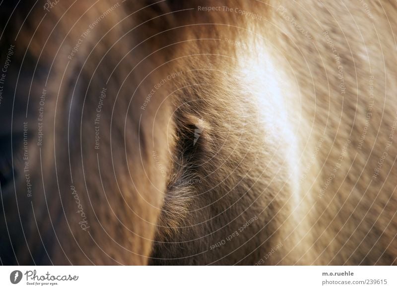 mit Rumpf Tier Haustier Pferd 1 wild weich tierisch Ponys Fell Farbfoto Muster Strukturen & Formen Menschenleer Textfreiraum rechts Lichterscheinung Totale