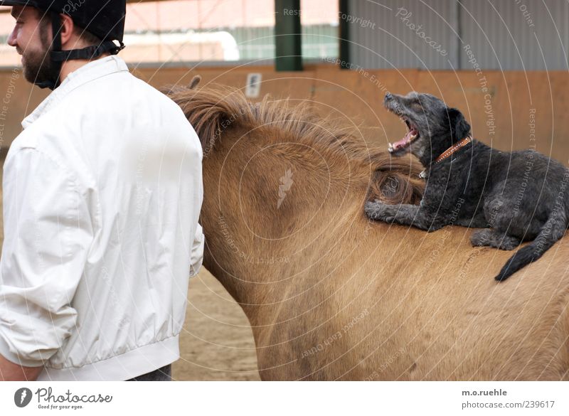 B. Stadtmusikanten Reitsport Reiten Mensch maskulin 1 Tier Haustier Hund Pferd 2 Freizeit & Hobby Freundschaft gähnen Hundeschnauze dressieren lustig Humor