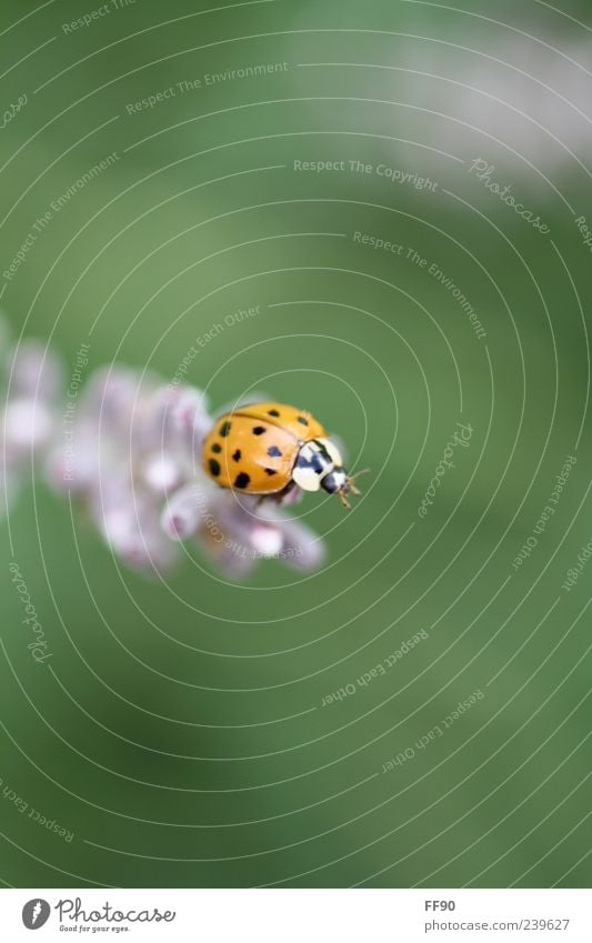 Endlich Oben Natur Pflanze Tier Käfer 1 träumen niedlich Farbfoto Nahaufnahme Makroaufnahme Menschenleer Starke Tiefenschärfe Marienkäfer Textfreiraum oben