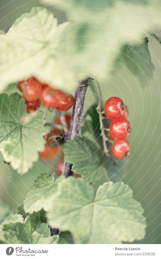 Saure Früchtchen [2] Lebensmittel Frucht Ernährung Bioprodukte Zufriedenheit Sommer Umwelt Natur Pflanze Frühling Sträucher Wildpflanze genießen saftig grün rot