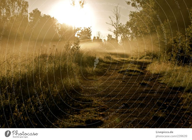 Milli Nebel Natur Sonnenaufgang Sonnenuntergang Baum Gras Sträucher Sand Holz gelb grün Stimmung Farbfoto Außenaufnahme Menschenleer Morgen Sonnenlicht