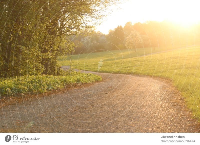 walk in golden light Schönes Wetter Baum Gras Wald Streuobstwiese Straße Wege & Pfade frei hell natürlich Wärme gelb grün Stimmung Warmherzigkeit Gelassenheit