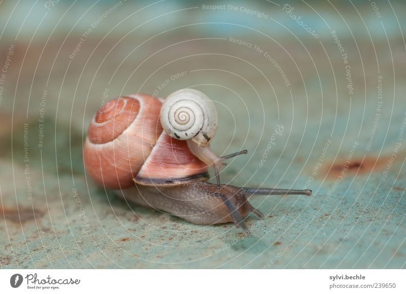 Mitfahrgelegenheit II Tier Wildtier Schnecke 2 Tierpaar Tierjunges berühren Bewegung entdecken Zusammensein Sicherheit Geborgenheit Neugier krabbeln