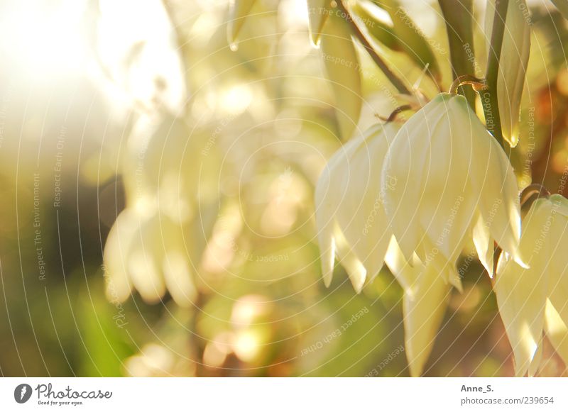 Sonnenblumen ruhig Sommer Natur Pflanze Sonnenlicht Schönes Wetter Blume Blüte Grünpflanze Wildpflanze Blühend Duft Erholung hell natürlich schön gelb gold grün