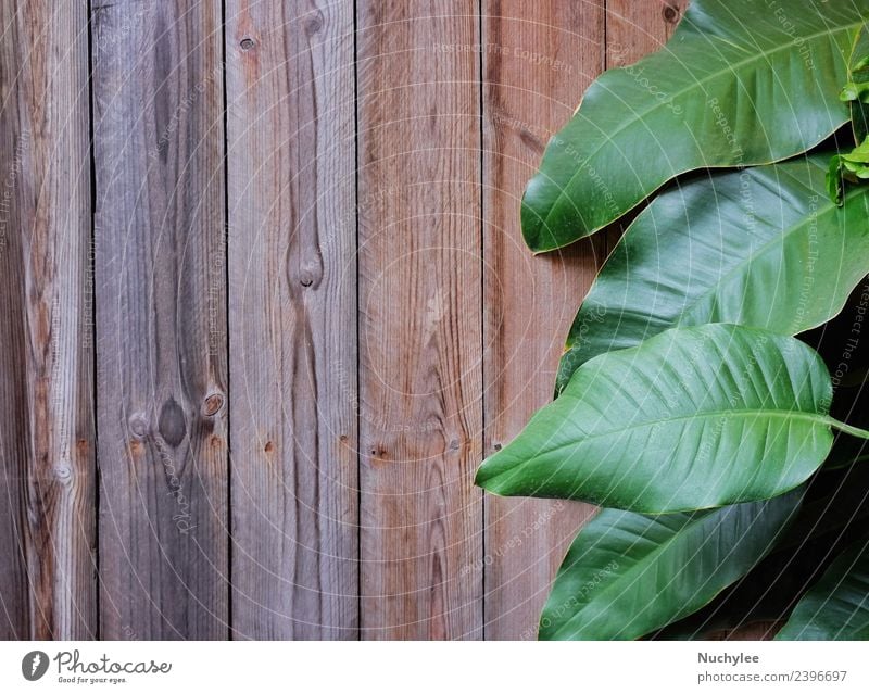 grüne Blätter auf Holzuntergrundtextur Design schön Sommer Garten Dekoration & Verzierung Tapete Ostern Kunst Natur Pflanze Frühling Baum Efeu Blatt Park alt