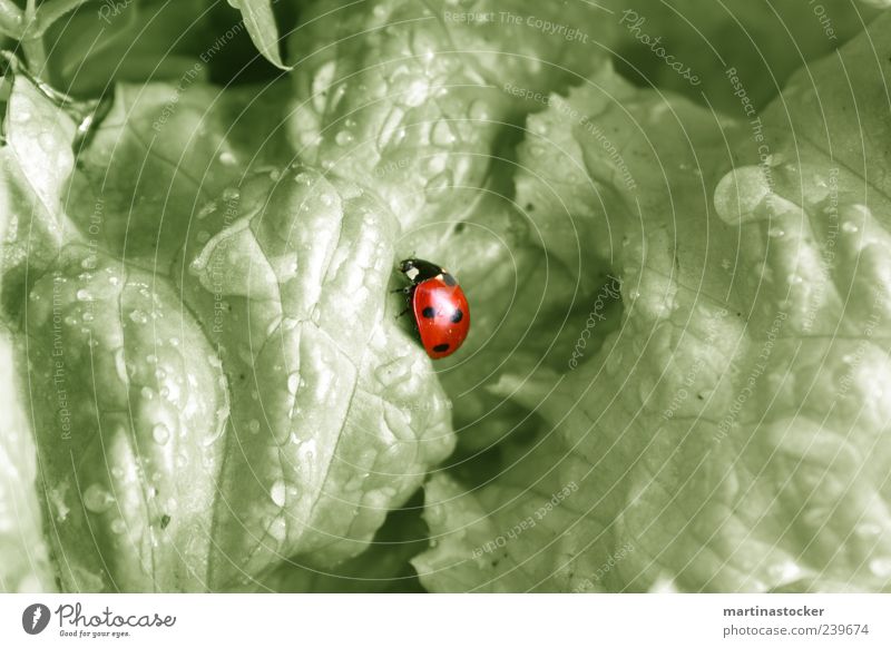 neue Salatvariation Umwelt Natur Pflanze Wasser Wassertropfen Sommer schlechtes Wetter Regen Blatt Grünpflanze Garten Tier Wildtier Käfer Flügel 1 genießen