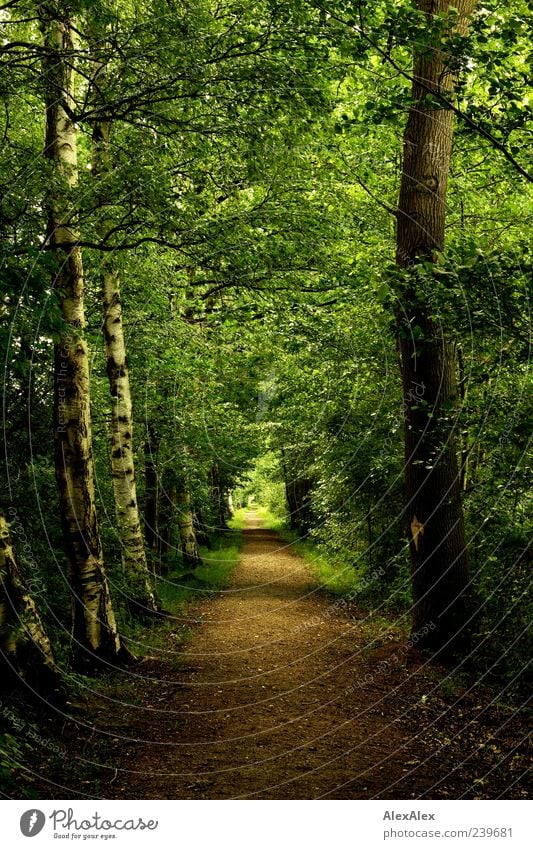 Jungfernstieg Landschaft Pflanze Erde Sommer Schönes Wetter Baum Sträucher Blatt Birke Eiche Wald Wege & Pfade Handorf alt ästhetisch natürlich braun grün