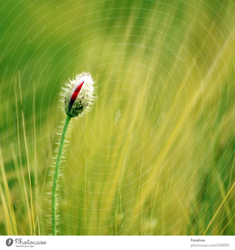 Ich werd mal wunderschön! Umwelt Natur Pflanze Sommer Blume Blüte Wildpflanze Feld hell nah natürlich grün rot Blütenknospen Mohn Mohnblüte Kornfeld Farbfoto