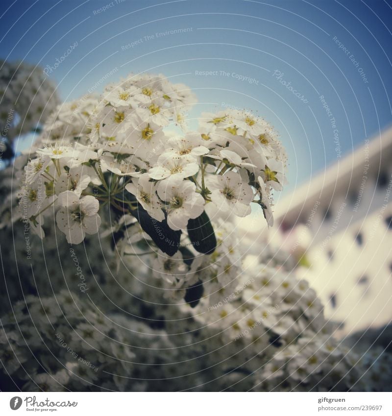 großstadthelden Pflanze Himmel Wolkenloser Himmel Frühling Sommer Schönes Wetter Blume Sträucher Blatt Blüte Haus Fassade Fenster Blühend Wachstum blau weiß