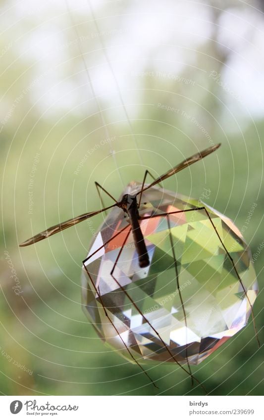 Planet der Insekten Flügel 1 Tier Glas Kristalle glänzend hängen sitzen ästhetisch außergewöhnlich Reinheit elegant Prisma Kristallkugel Lichtbrechung