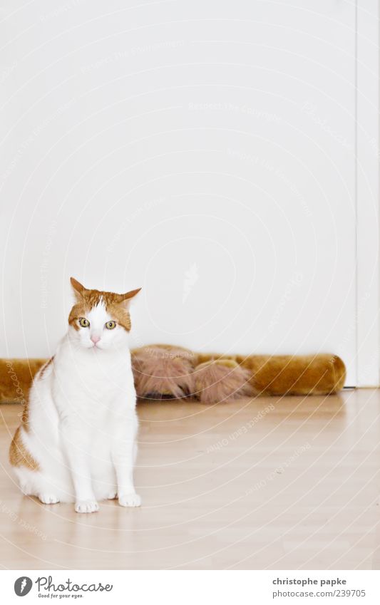 hungrige unzufriedene katze Haustier Katze 1 Tier niedlich Gleichgültigkeit sitzen weiß Fell Farbfoto Innenaufnahme Textfreiraum oben Tierporträt braun