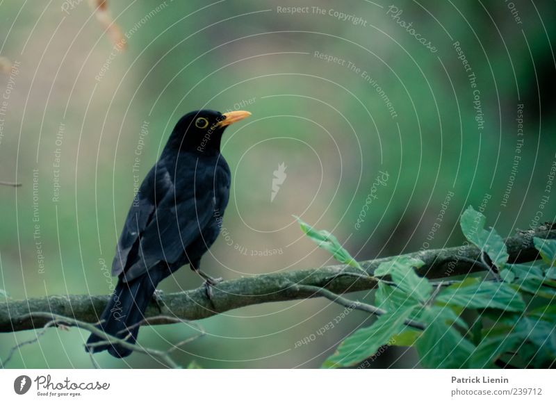 Wächter des Waldes Umwelt Natur Pflanze Urelemente Tier Wildtier Vogel Flügel 1 Blick sitzen dunkel schön schwarz ästhetisch einzigartig Stil Amsel Schnabel