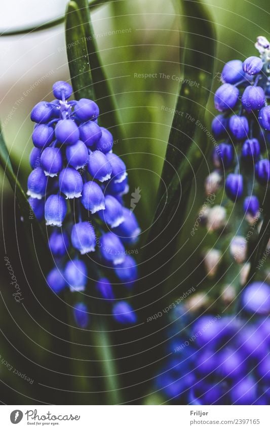 Hyacinthus Natur Pflanze Frühling Blume Gras Blatt Blüte Grünpflanze Wiese ästhetisch Duft authentisch frisch natürlich schön wild blau grün Hyazinthe