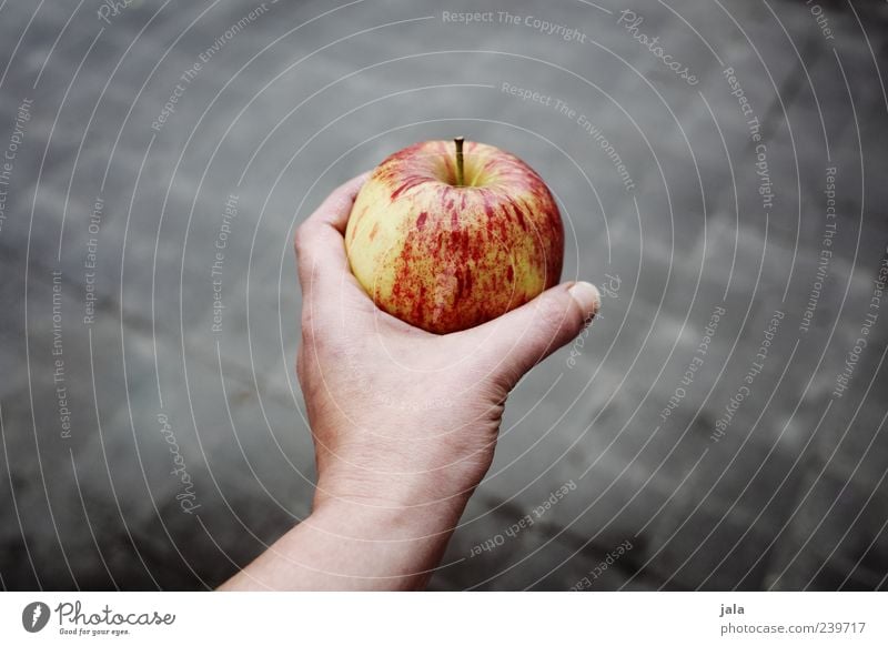 ein apfel Lebensmittel Frucht Apfel Ernährung Bioprodukte Vegetarische Ernährung Mensch Frau Erwachsene Hand 1 Gesundheit gut lecker grau rot anbieten Farbfoto