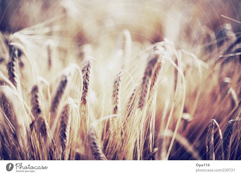 Gerste Umwelt Natur Sonnenlicht Sommer Schönes Wetter Pflanze Nutzpflanze Feld leuchten braun gelb gold Gefühle Stimmung Zufriedenheit Farbfoto mehrfarbig