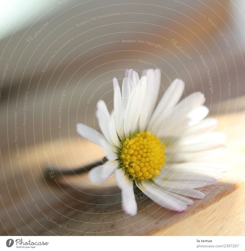 Blümchen Natur Pflanze Frühling Blume Blüte Garten Wiese Blühend außergewöhnlich natürlich schön gelb weiß Umwelt Farbfoto mehrfarbig Nahaufnahme Detailaufnahme