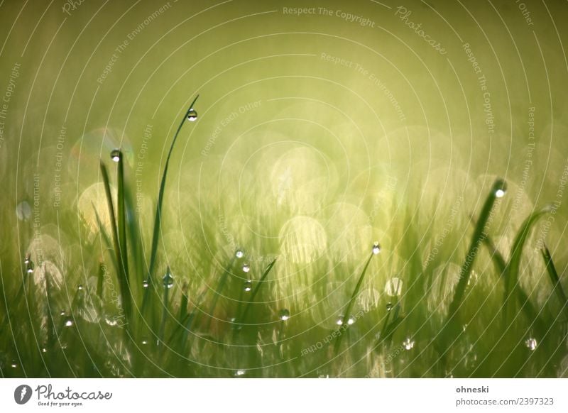 Tautropfen Natur Urelemente Wassertropfen Gras Halm Wiese grün Stimmung Frühlingsgefühle Vorfreude trösten dankbar achtsam ruhig Reinheit Hoffnung träumen