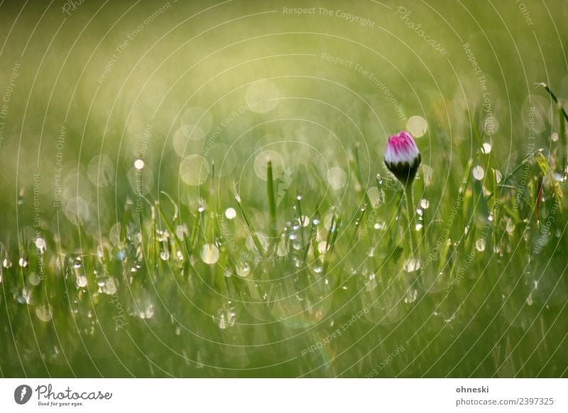 Gänseblümchen Pflanze Wassertropfen Frühling Sommer Blume Gras Garten Wiese Lebensfreude Frühlingsgefühle friedlich trösten dankbar achtsam geduldig ruhig