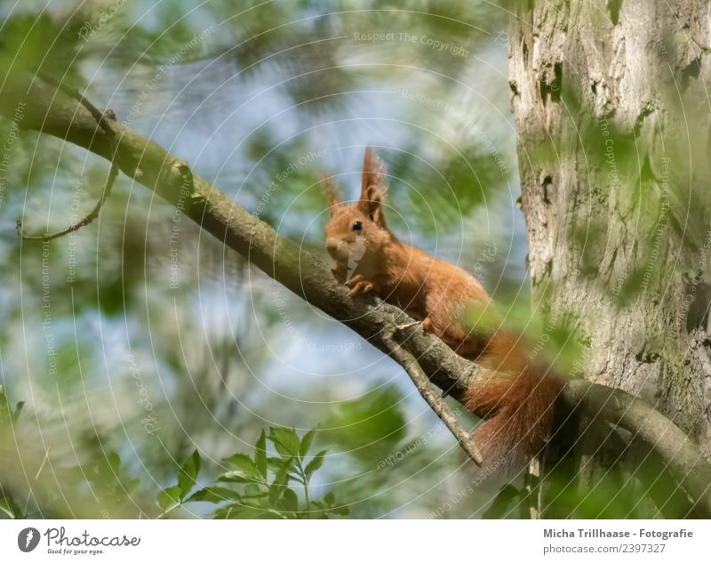 Eichhörnchen im Sonnenschein Umwelt Natur Tier Himmel Schönes Wetter Baum Blatt Wald Wildtier Tiergesicht Fell Krallen Pfote Schwanz Ohr 1 beobachten leuchten