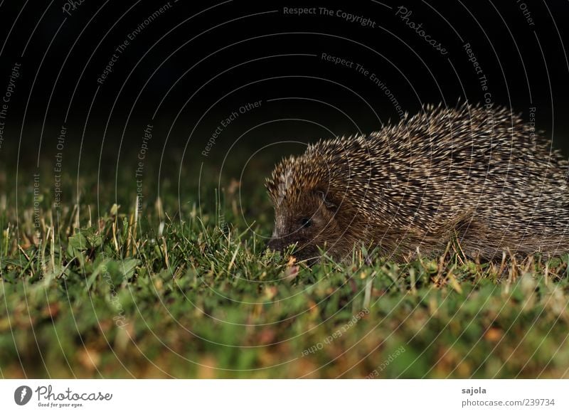 nachtaktiv Natur Tier Rasen Wildtier Igel 1 stachelig braun grün schwarz Nacht Nachtaufnahme Farbfoto Außenaufnahme Menschenleer Textfreiraum oben Abend