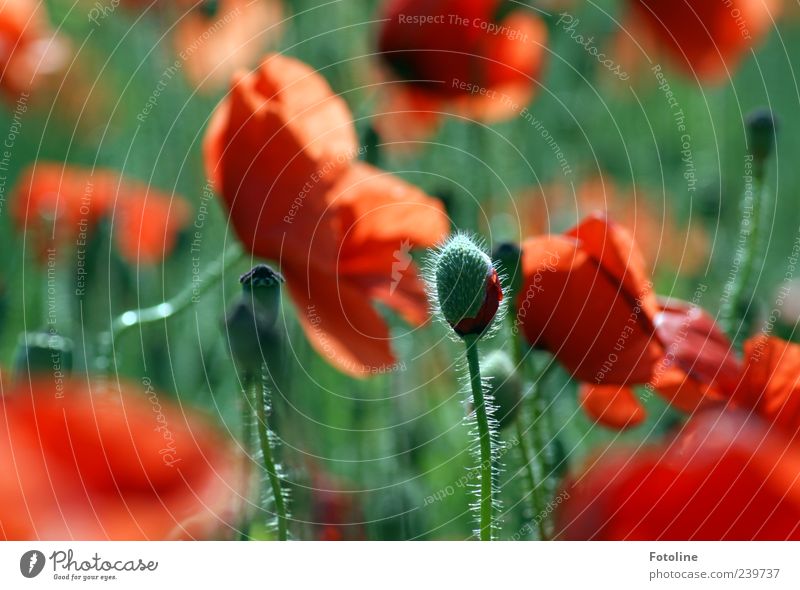 Lebenszyklen Umwelt Natur Pflanze Sommer Blume Blatt Blüte Wildpflanze hell natürlich grün rot Blütenknospen Mohn Mohnblüte Mohnfeld Mohnkapsel Farbfoto